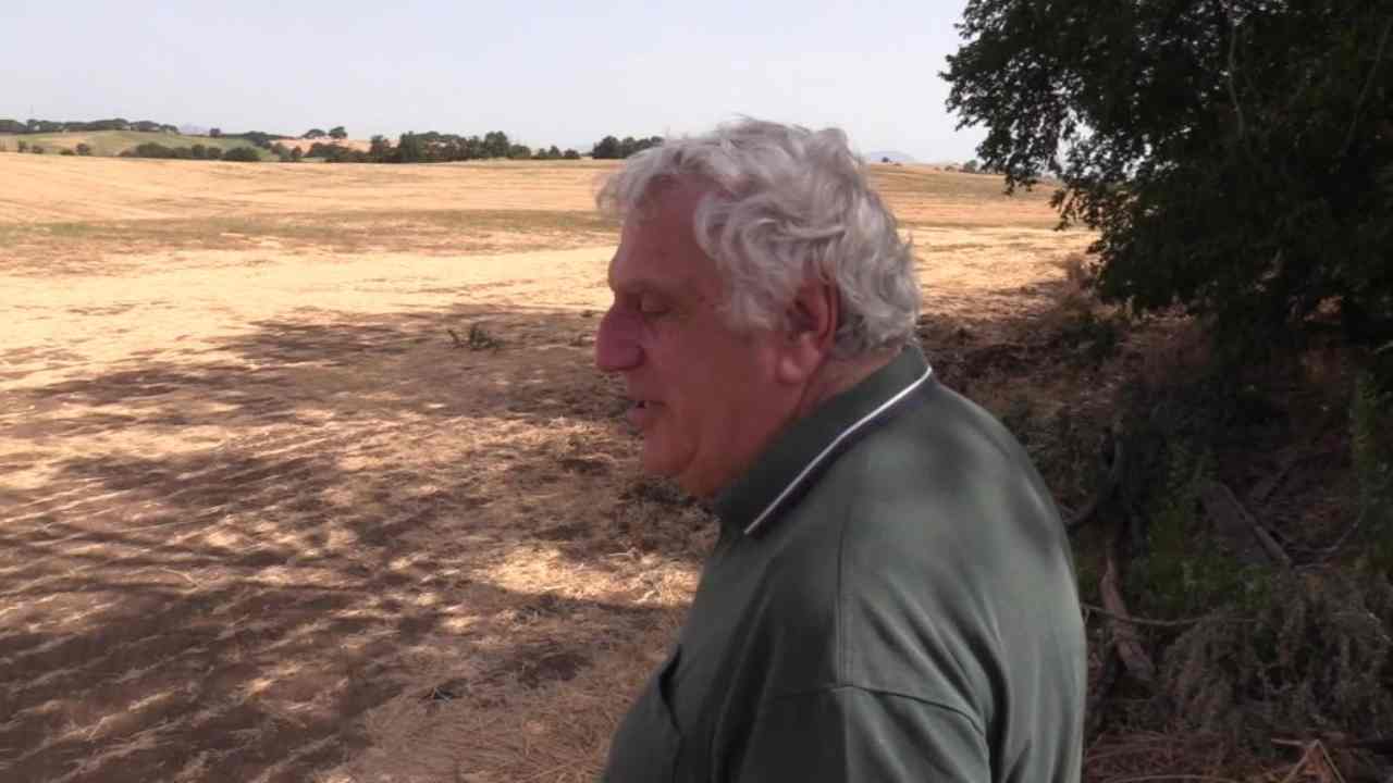 Siccità, agricoltore: "Situazione disperata, persa metà produzione di grano"