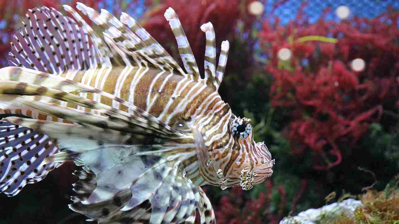 Il Pesce scorpione, uno dei "pesci alieni" comparsi nel Mediterraneo