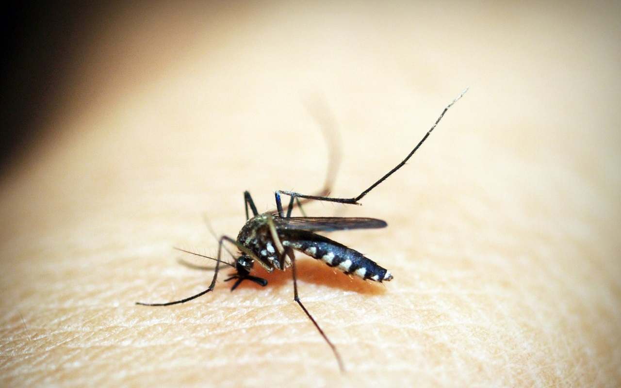 Le zanzare possono trasmettere il virus West Nile