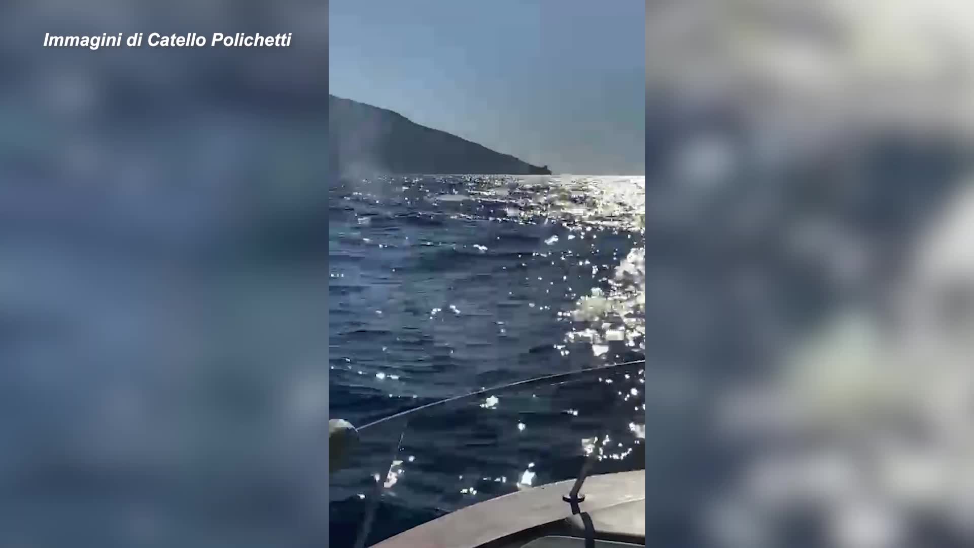 Lo spettacolo delle balene tra Punta Campanella e Capri - VIDEO