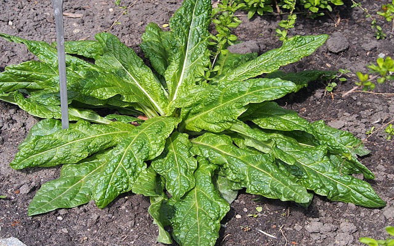 Una mandragora