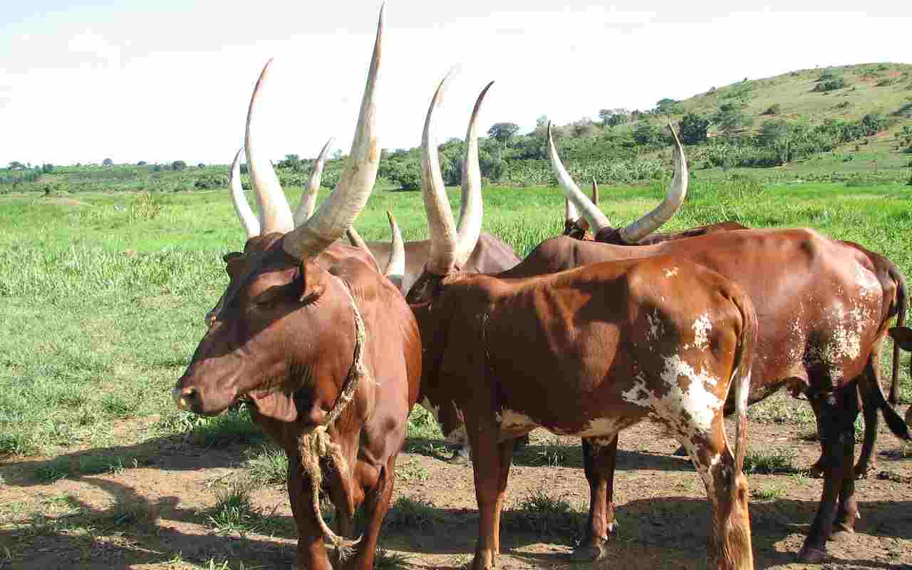 Delle vacche Nkore