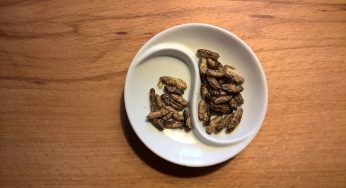 Insetti, l’Italia sarà mai pronta per il cosiddetto “cibo del futuro”?