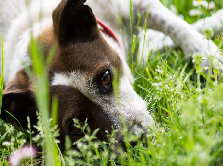 Quando la perdita di pelo dei cani nasconde una malattia