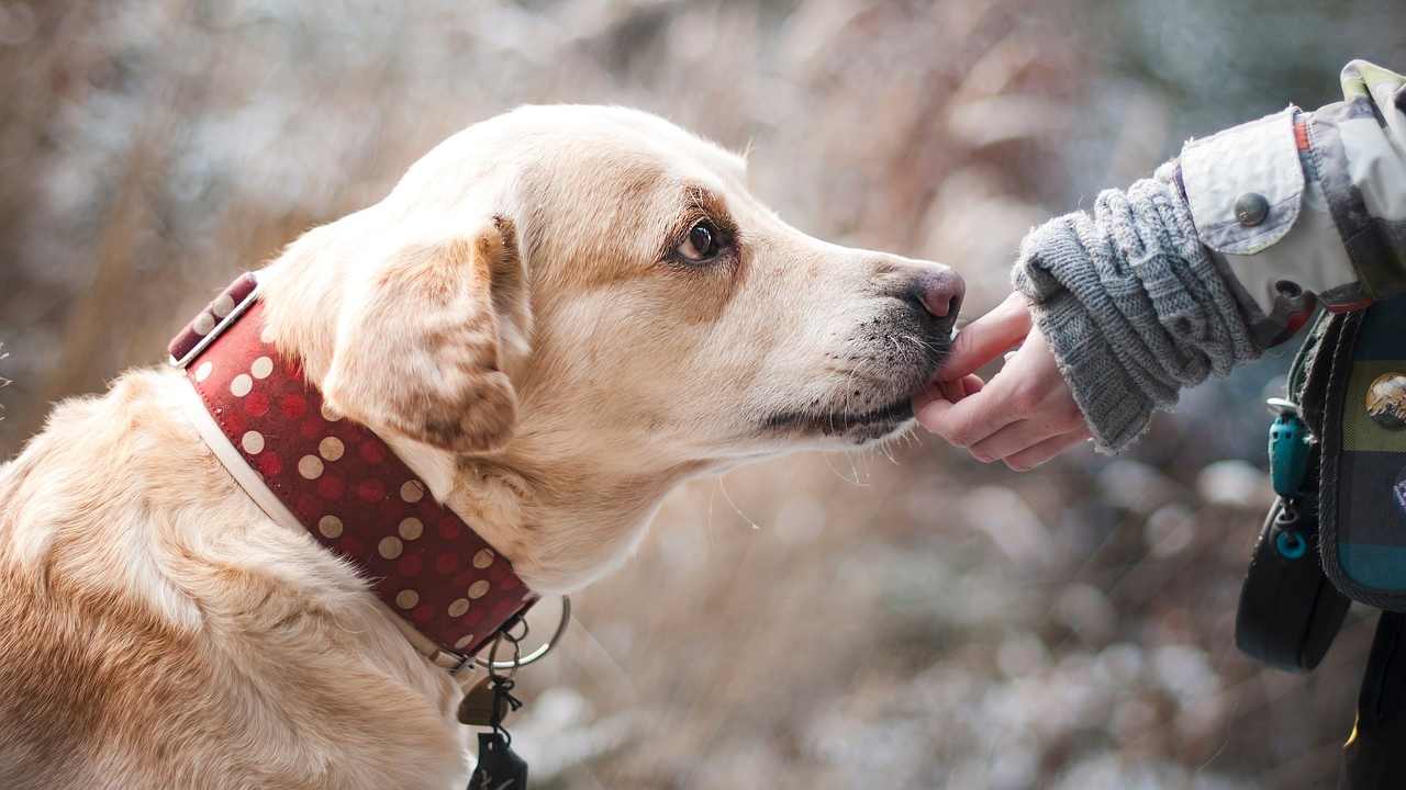 Quando la perdita di pelo dei cani nasconde una malattia