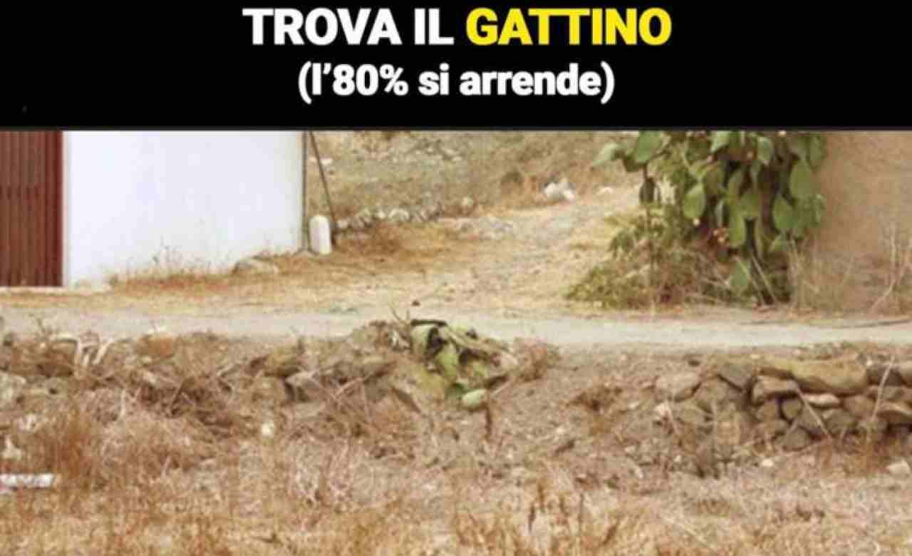 Test Gattino Newsby.it Fonte: Web