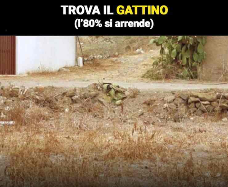 Test Gattino Newsby.it Fonte: Web