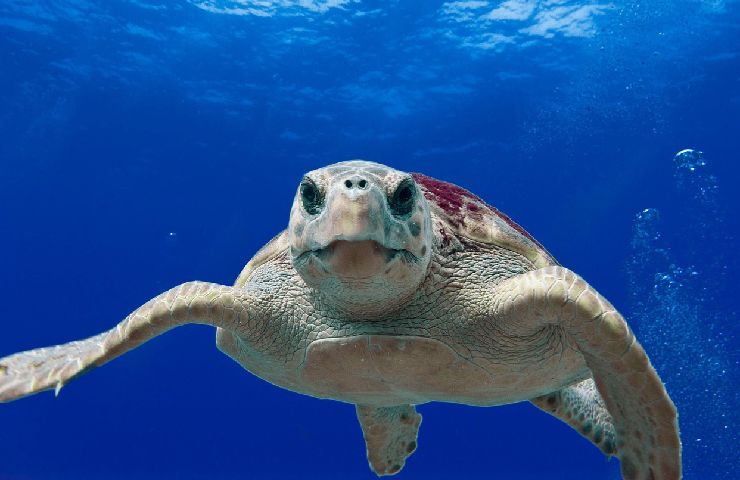 Caretta Caretta specie animali rischio estinzione