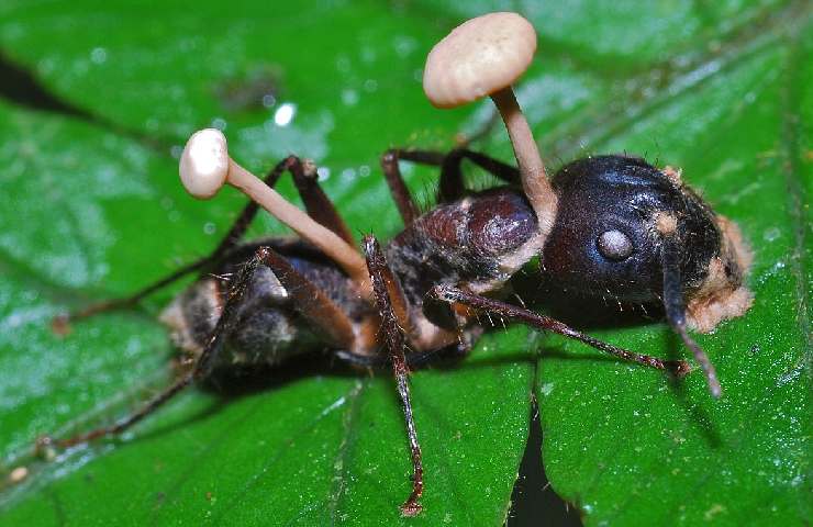 Formica fungo