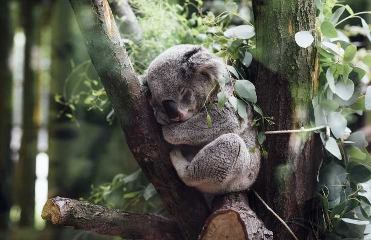 Koala specie animali rischio estinzione