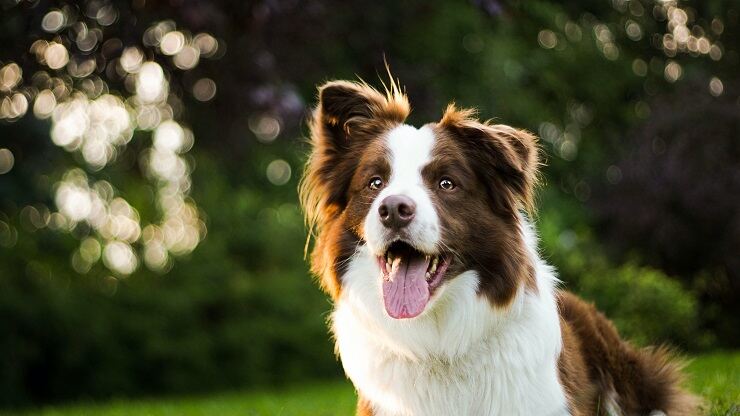cane Border collie