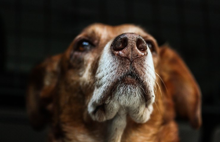 cane