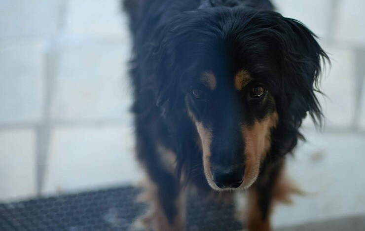 cane Hovawart