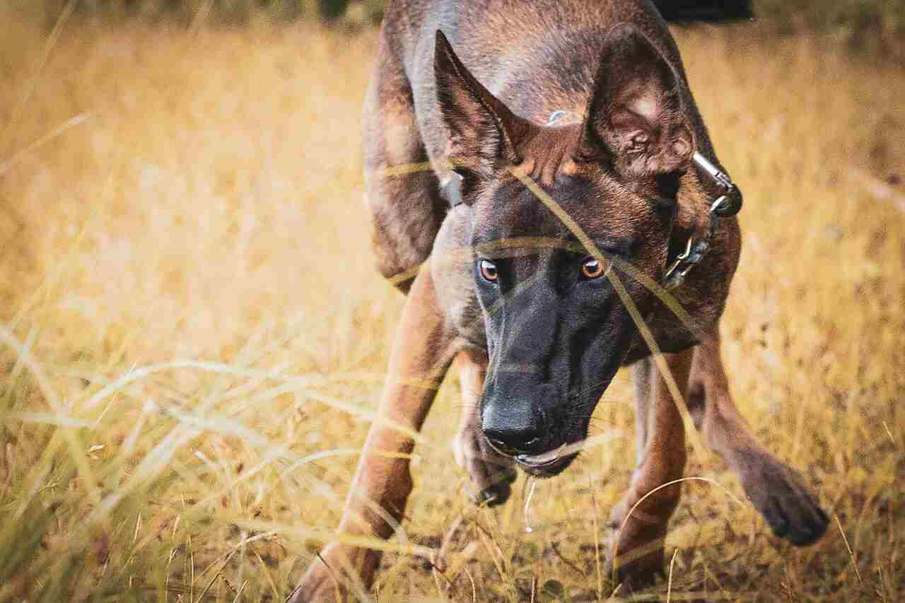 cane malinois belga