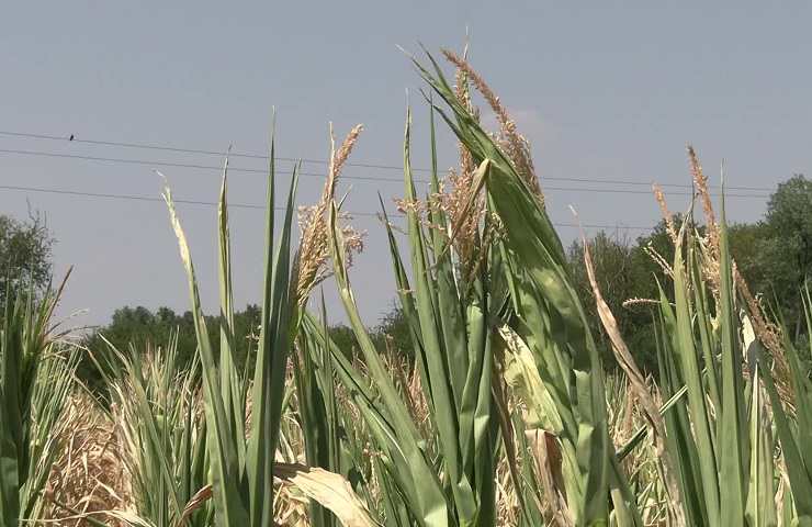 siccità caldo record