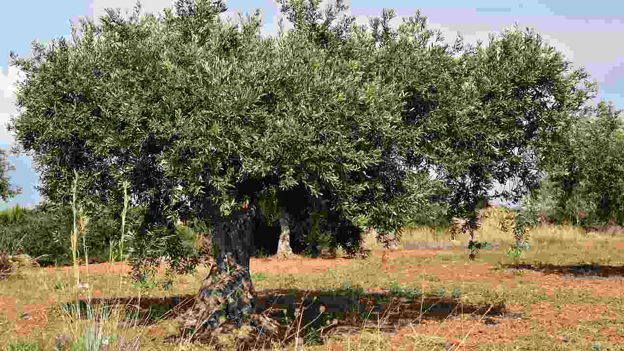 ulivo