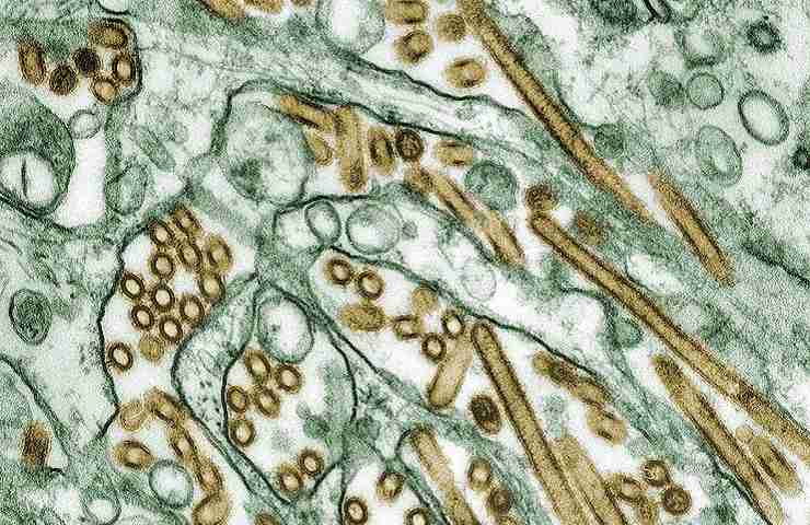virus H5N1 aviaria