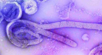 Ebola, finita l’epidemia in Uganda. Che cos’è la malattia che ha causato 55 morti