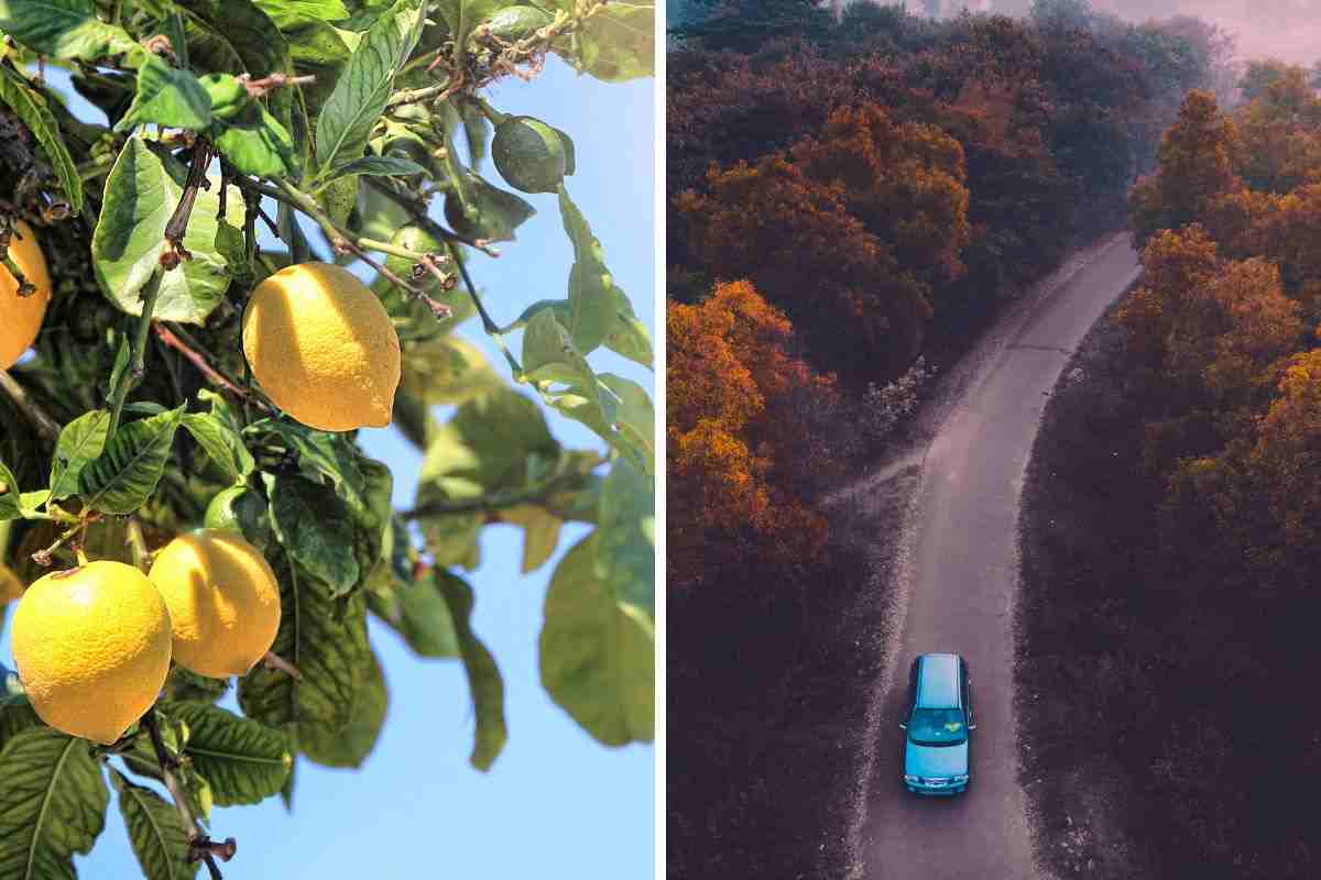 Portare il limone in auto