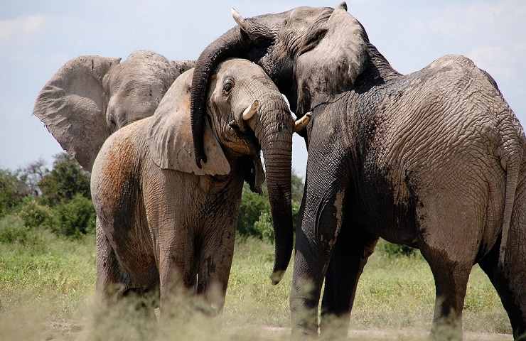 Elefanti, Savana