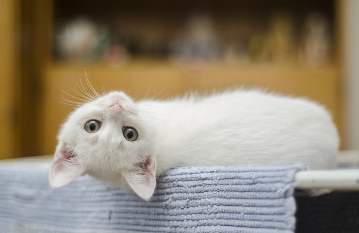 Gatto bianco 