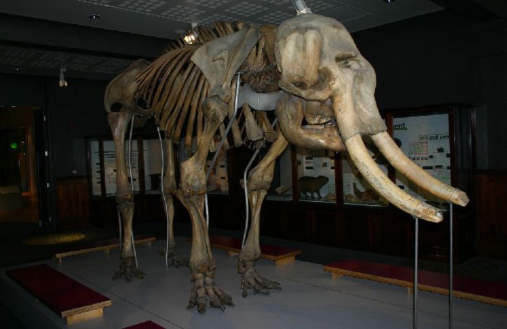 Mammut