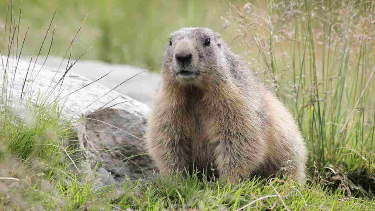 Marmotta