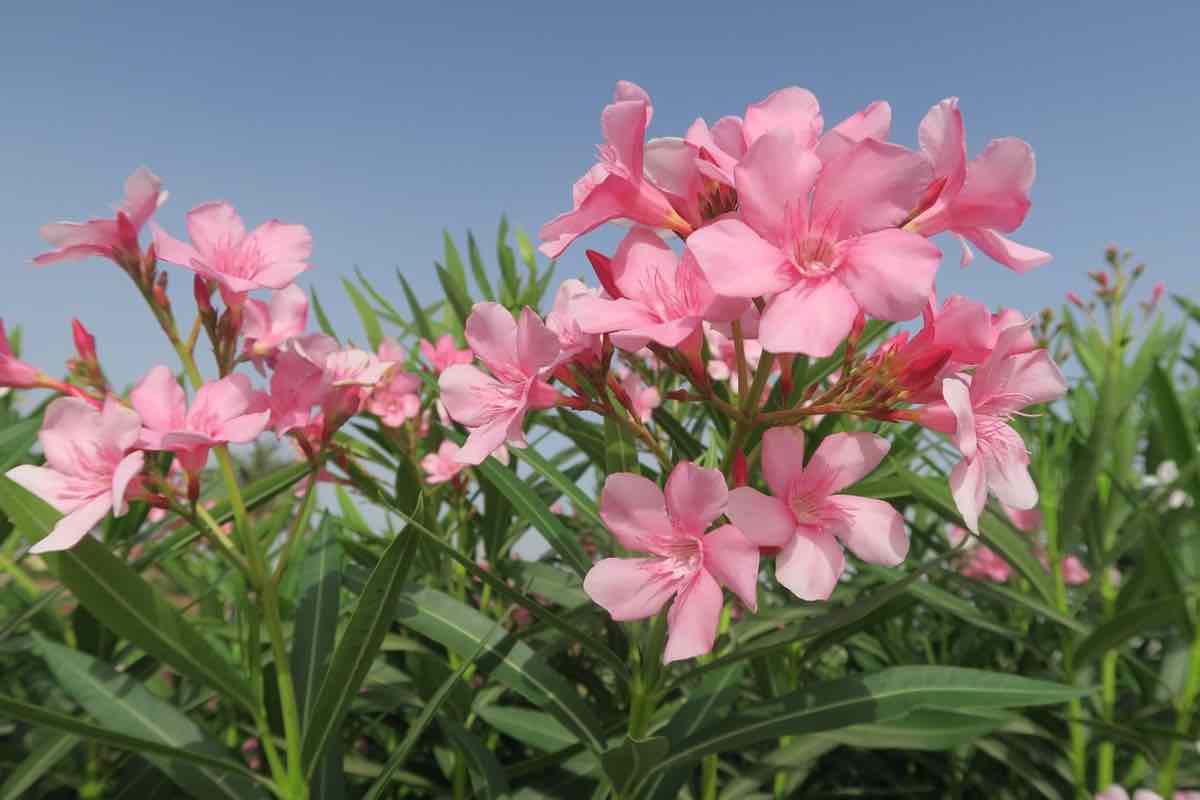 Oleandro una pianta velenosa come una famosa erba aromatica