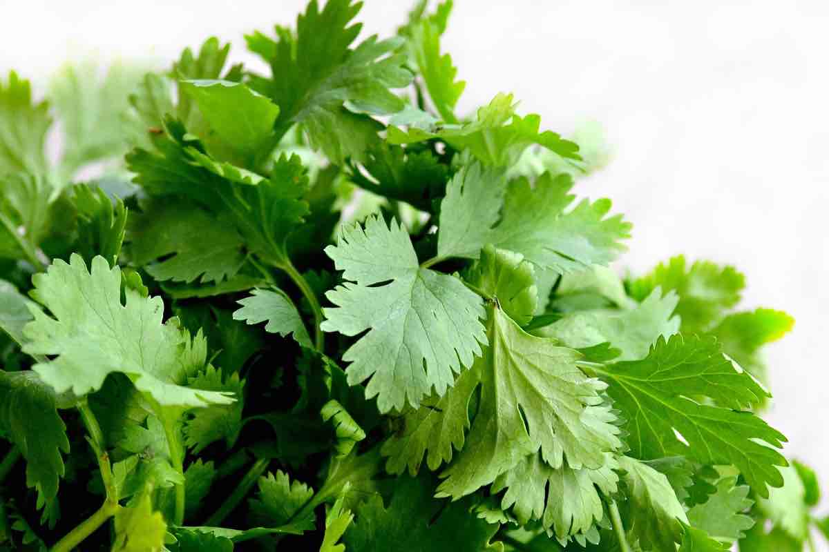 Prezzemolo, il fiore dell'erba aromatica risulta velenoso
