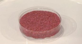 Carne sintetica, davvero il divieto alla produzione è una buona notizia?