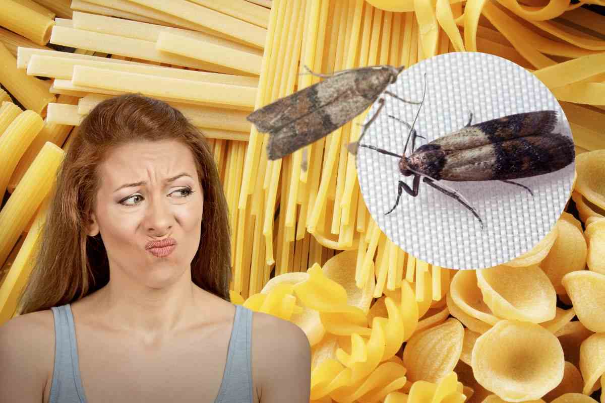 Farfalline sulla pasta