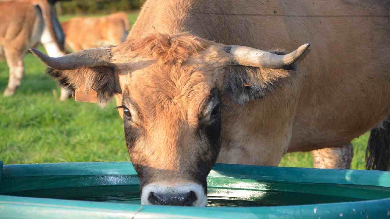 Mucca che beve dell'acqua