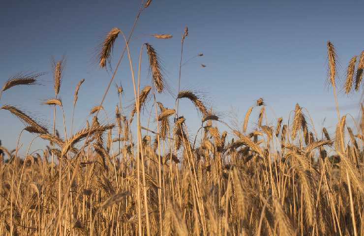 Delle spighe di grano