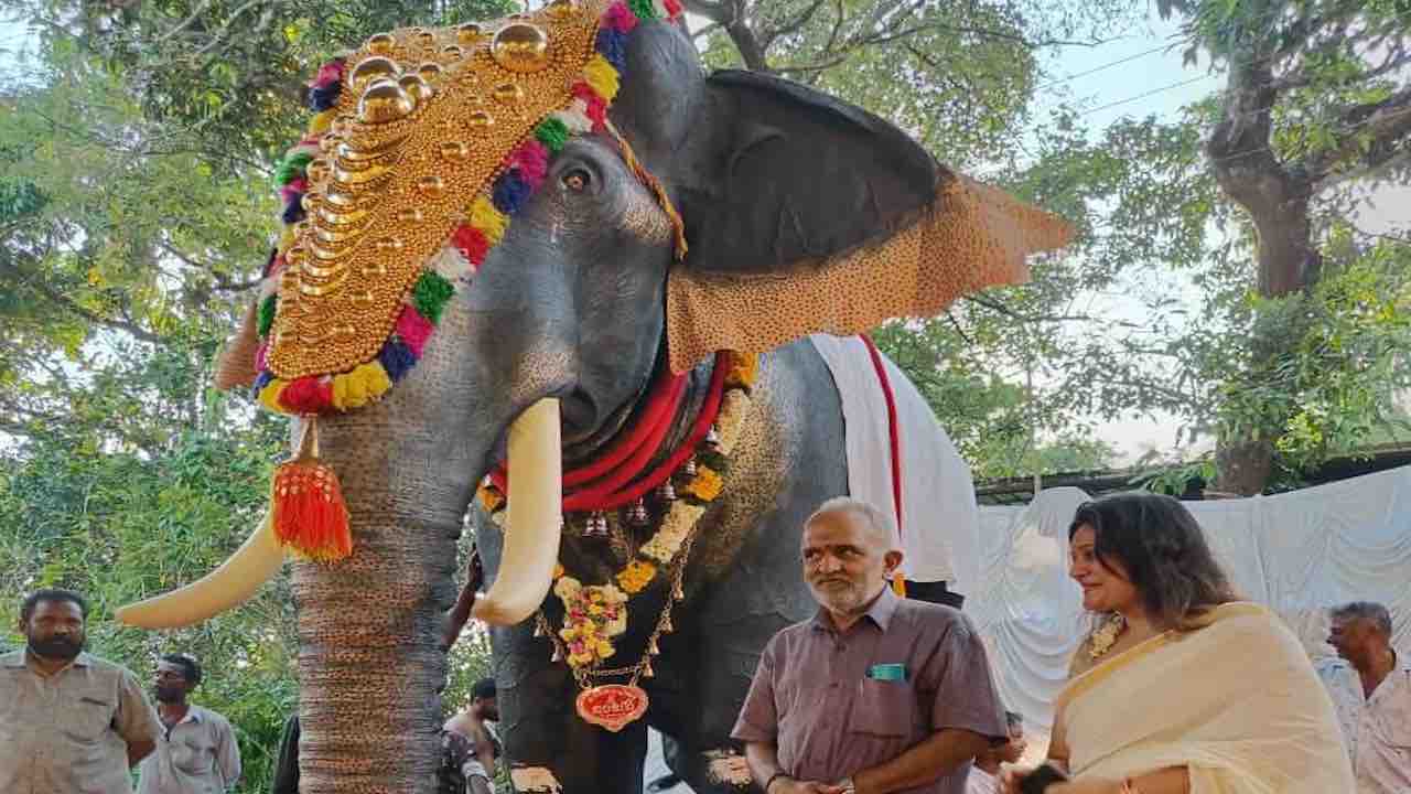 Elefante-robot