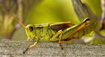 Gli insetti commestibili possono essere causa di allergie: ecco perché