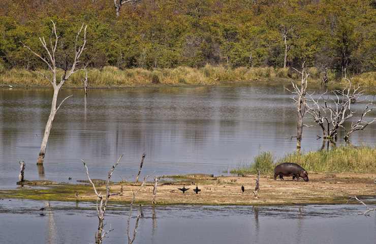 Un ippopotamo cammina da solo su una striscia di terra intorno a un lago