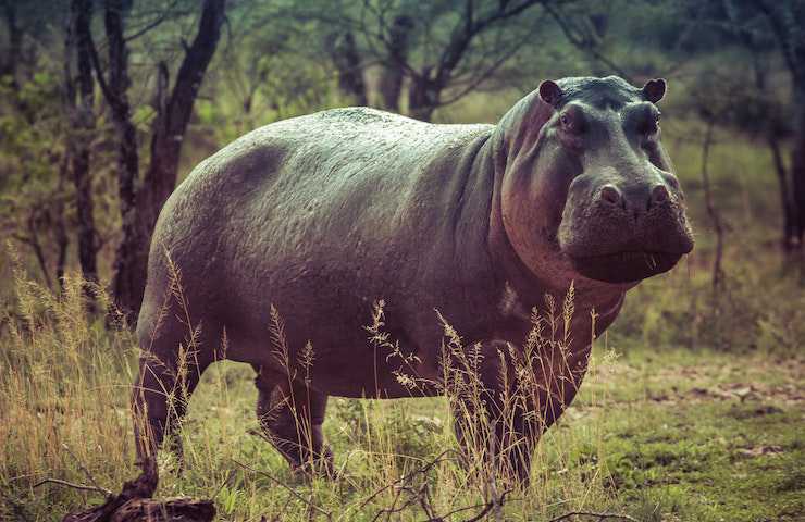 Primo piano di un ippopotamo in piedi nella foresta