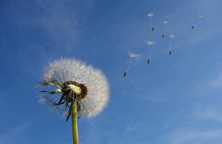 Primavera
