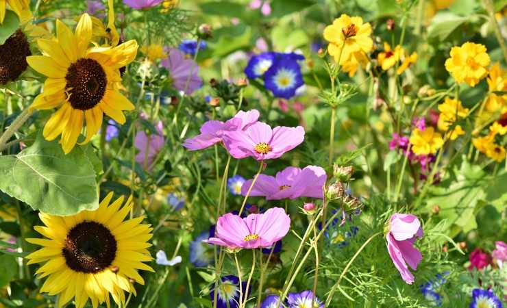 Un fiore per ogni donna ma attenzione al segno dell'oroscopo