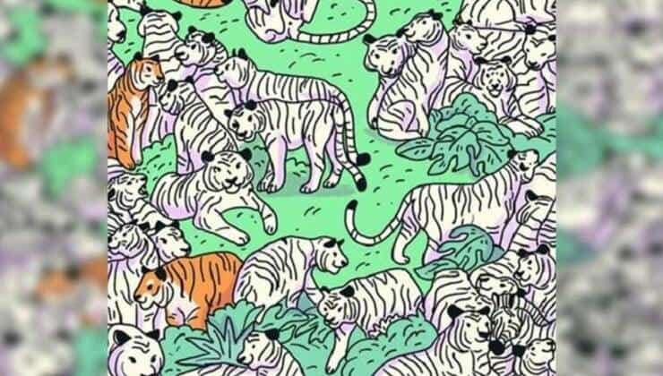 Test visivo: trova la zebra