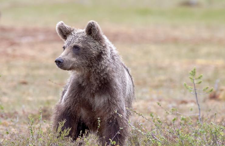 Un cucciolo d'orso