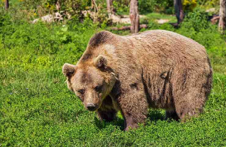 Un orso bruno