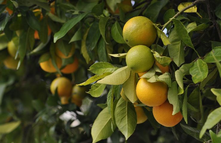 Albero di arancio