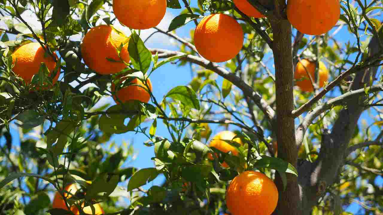 Albero di arancio