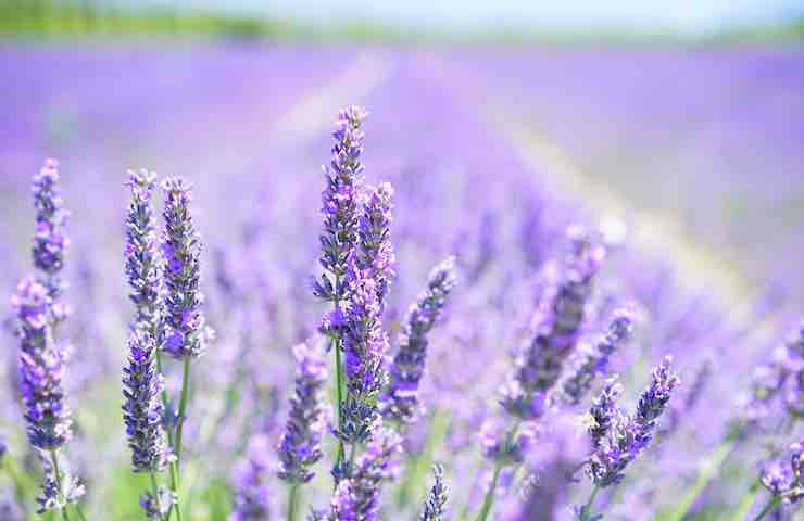 Lavanda