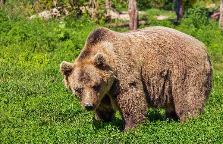 Orso bruno