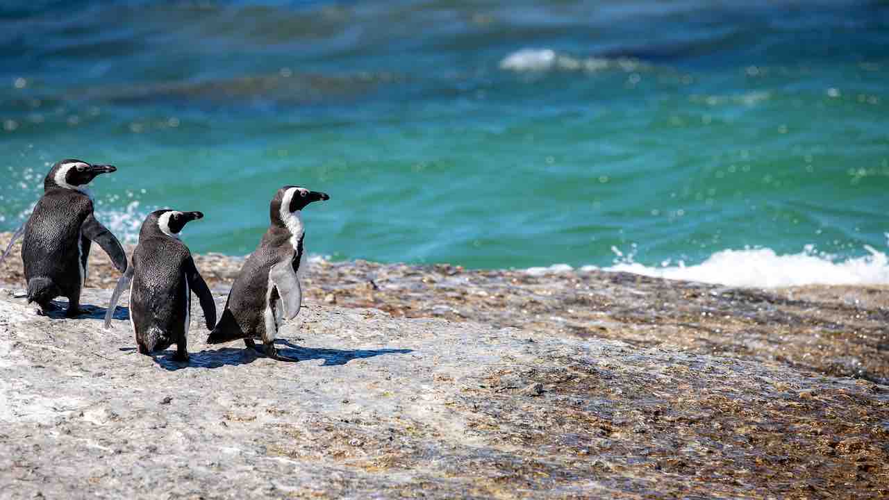 Pinguino