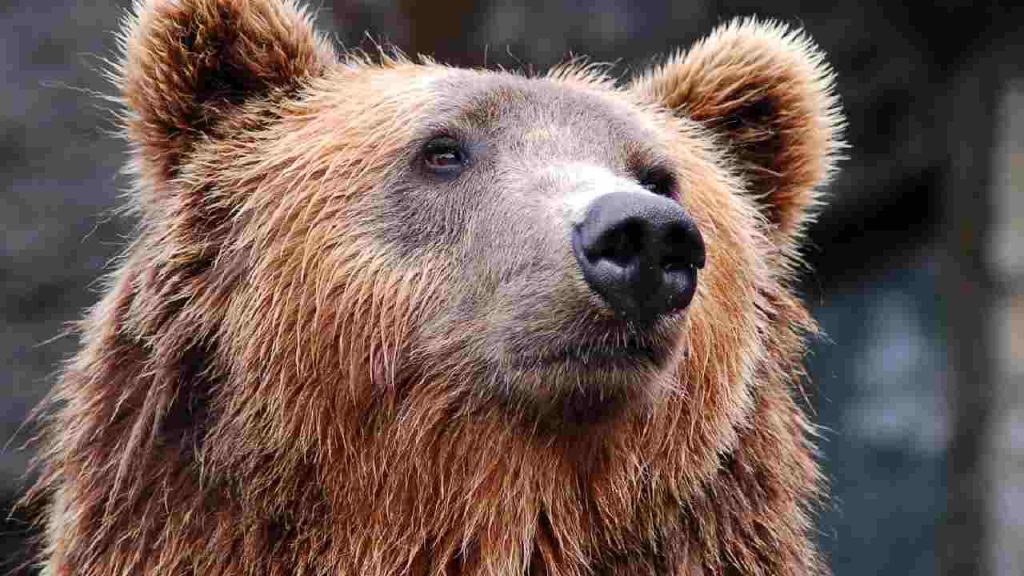 Testa di orso bruno