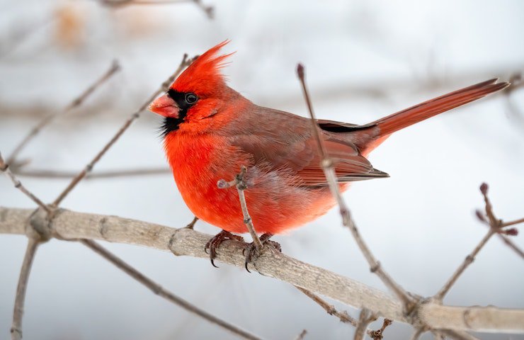 Un uccello rosso appoggiato sul ramo di un albero