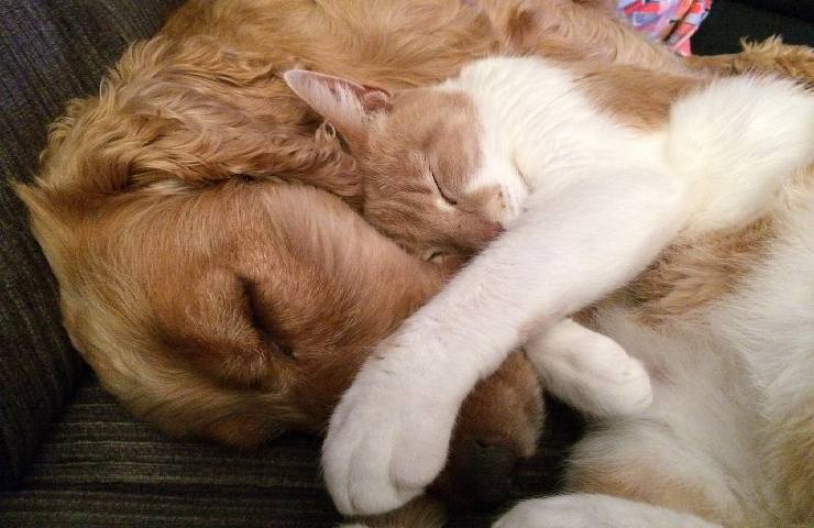 Un cane e un gatto che dormono assieme 